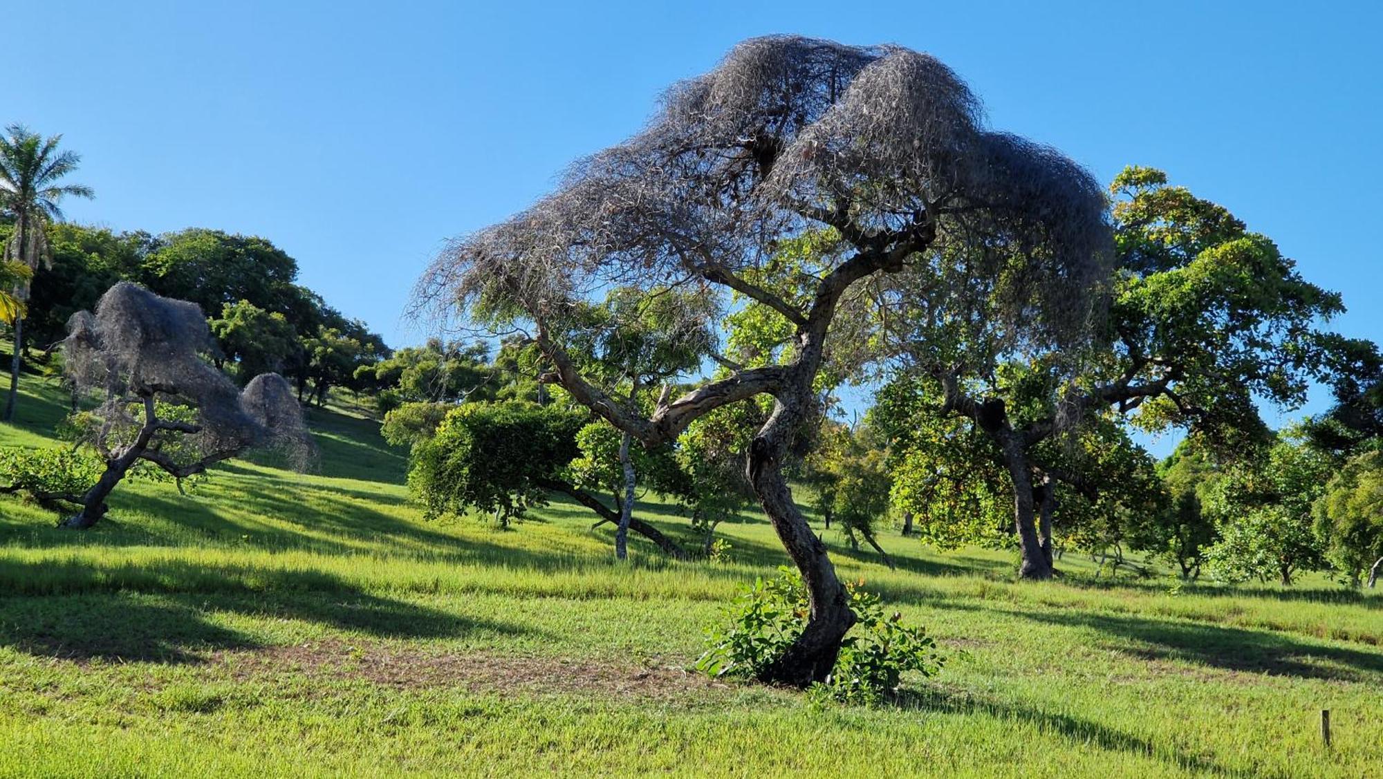 Pousada Casa Da Edinha Velha Boipeba Buitenkant foto