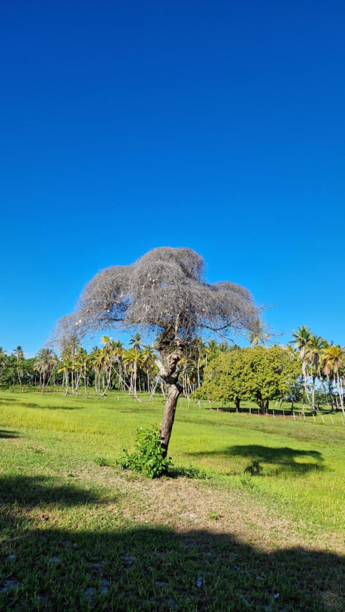 Pousada Casa Da Edinha Velha Boipeba Buitenkant foto